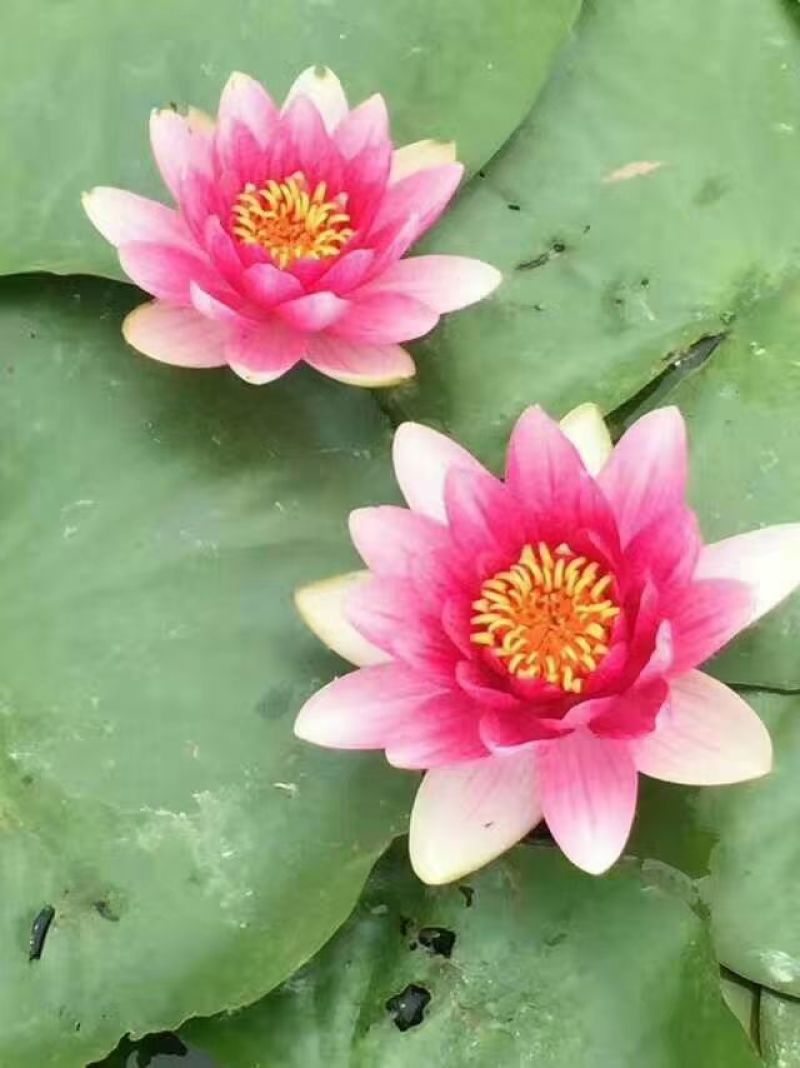 睡莲