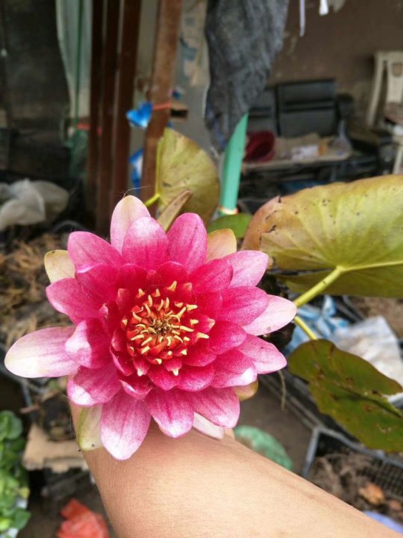 睡莲