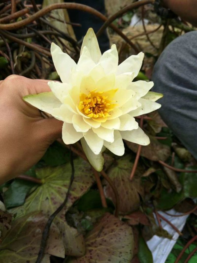 睡莲