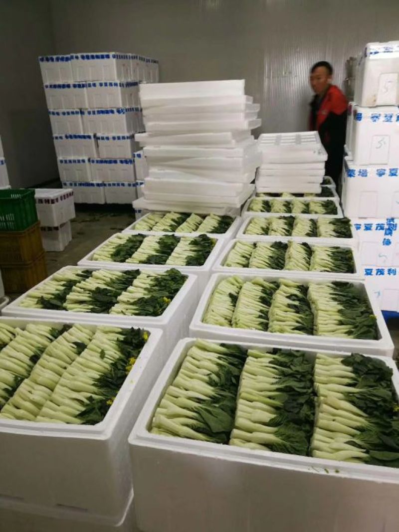 菜心，迟菜！尖叶菜心，菜苗！增城