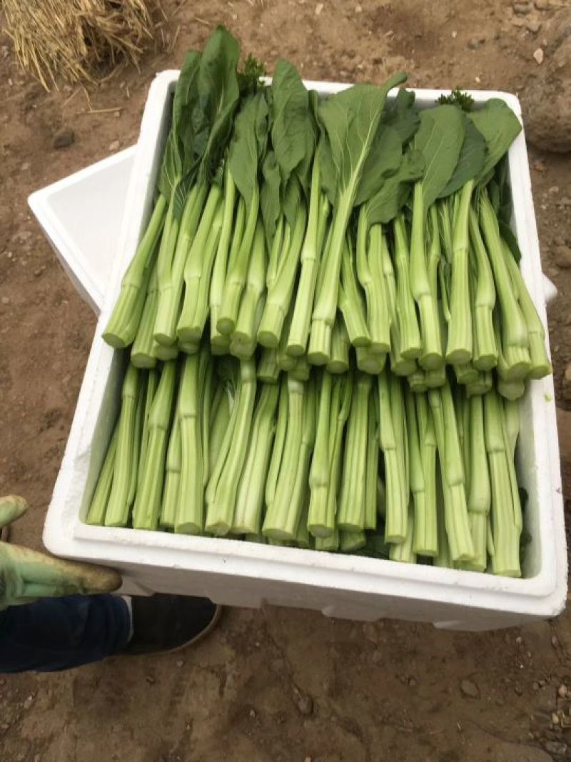 菜心，迟菜！尖叶菜心，菜苗！增城