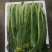 菜心，迟菜！尖叶菜心，菜苗！增城