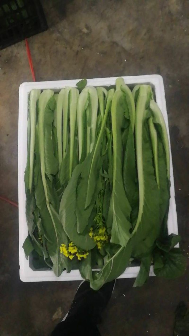 菜心，迟菜！尖叶菜心，菜苗！增城