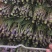 菜心，迟菜！尖叶菜心，菜苗！增城