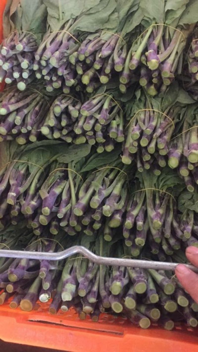 菜心，迟菜！尖叶菜心，菜苗！增城