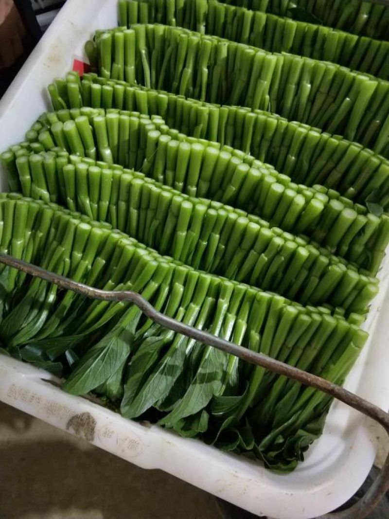 菜心，迟菜！尖叶菜心，菜苗！增城