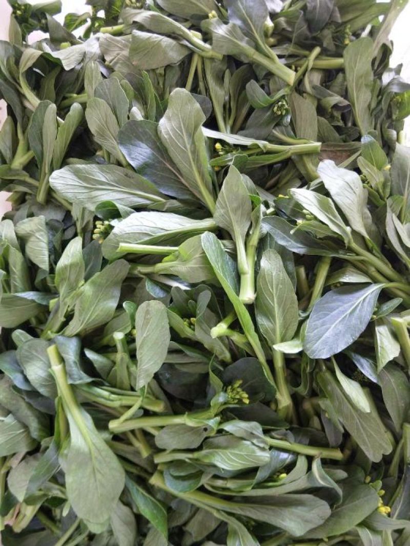 菜心，迟菜！尖叶菜心，菜苗！增城