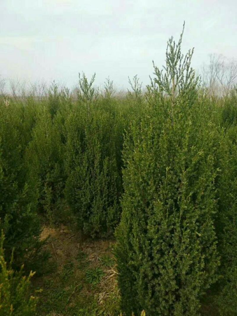 鄢陵1.8以上的河南桧柏