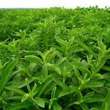 甜叶菊