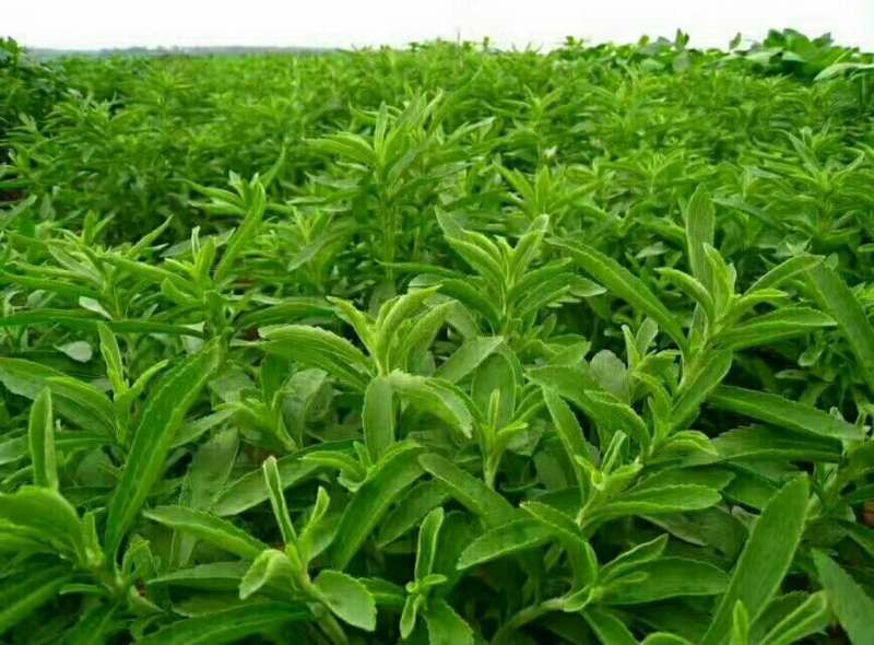 甜叶菊
