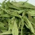 甜叶菊
