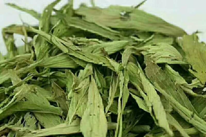 甜叶菊