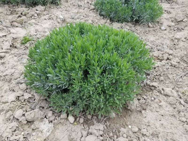 薰衣草苗