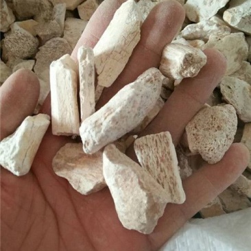 龙骨