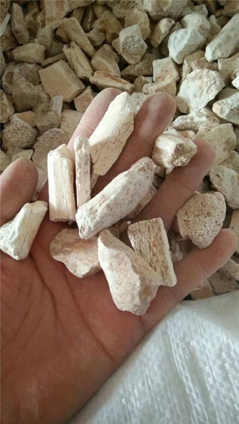 龙骨