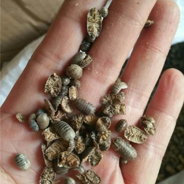鼠妇虫潮虫湿生虫