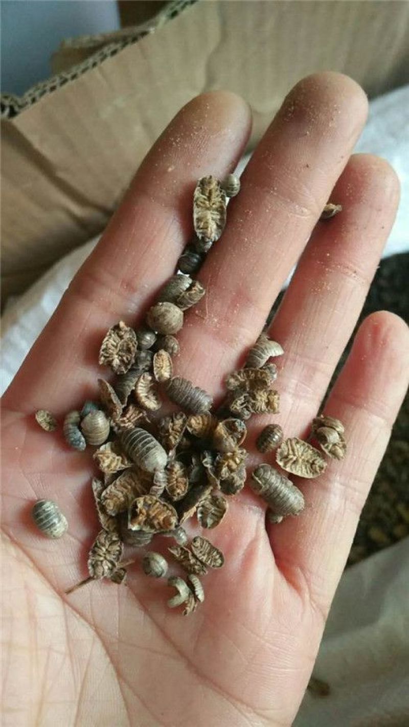鼠妇虫潮虫湿生虫
