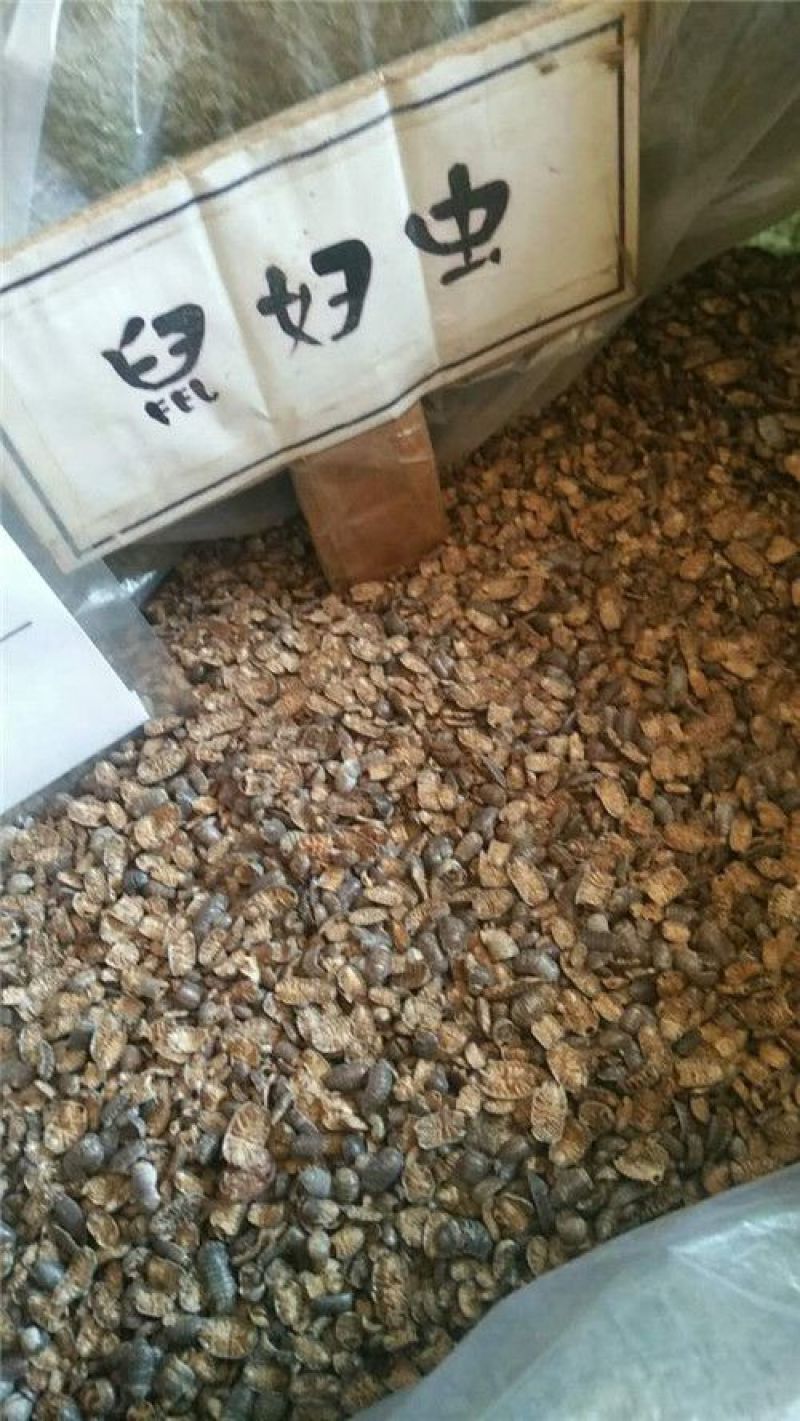 鼠妇虫潮虫湿生虫