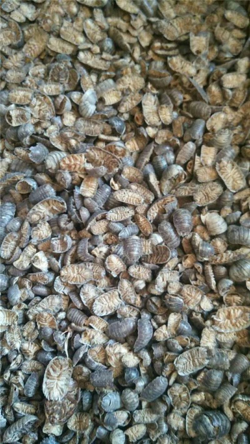 鼠妇虫潮虫湿生虫