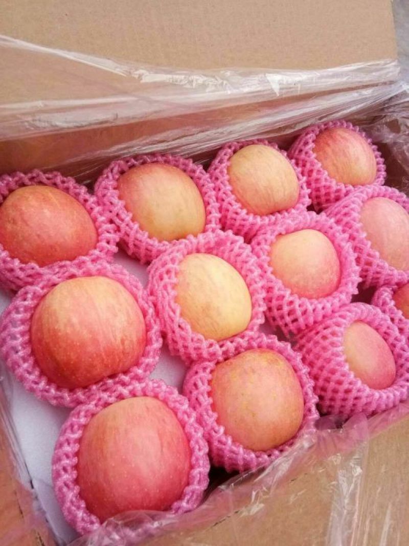 山东热卖【红富士苹果】条纹片红精品手选，诚信供应。