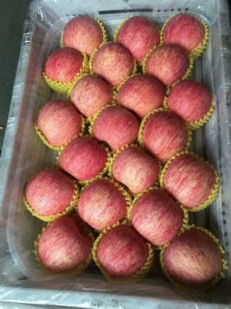 山东热卖【红富士苹果】条纹片红精品手选，诚信供应。
