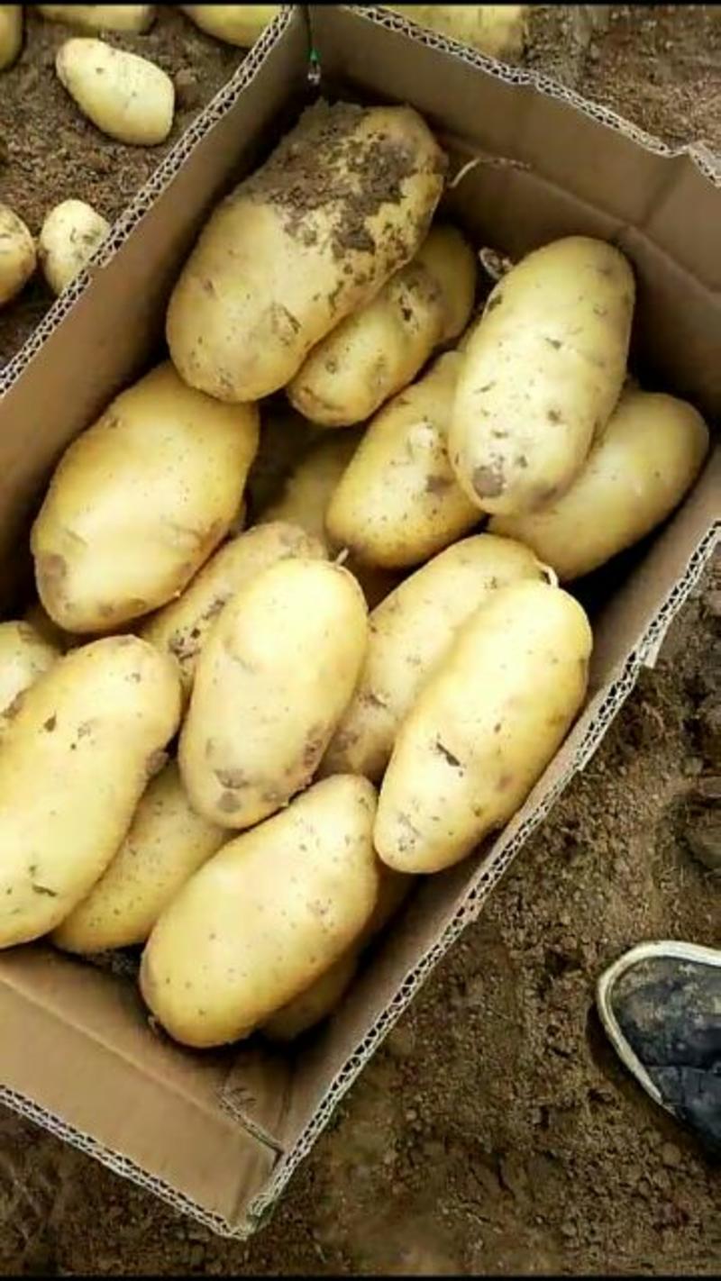 [包邮]一件代发滕州土豆为电商平台服务黄皮黄心包售后