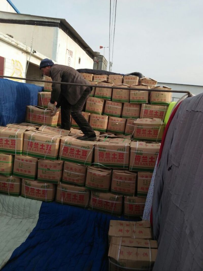 荷兰土豆。清库处理3量以上0.7毛