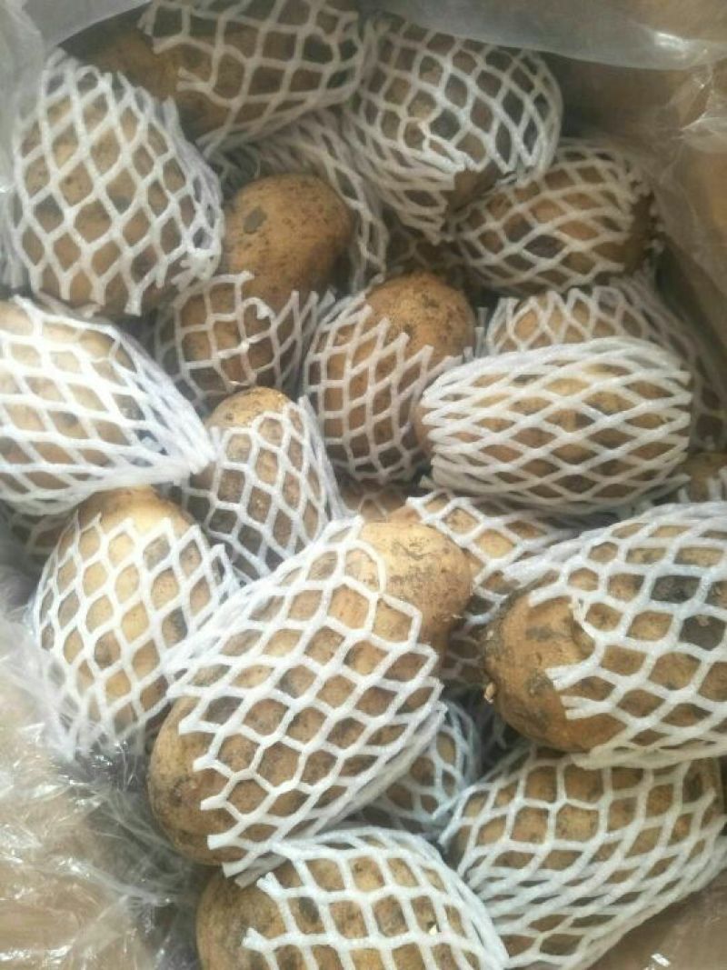 荷兰土豆。清库处理3量以上0.7毛