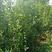 晚秋黄梨树苗0.8~3cm免费提供种植技术保湿邮寄