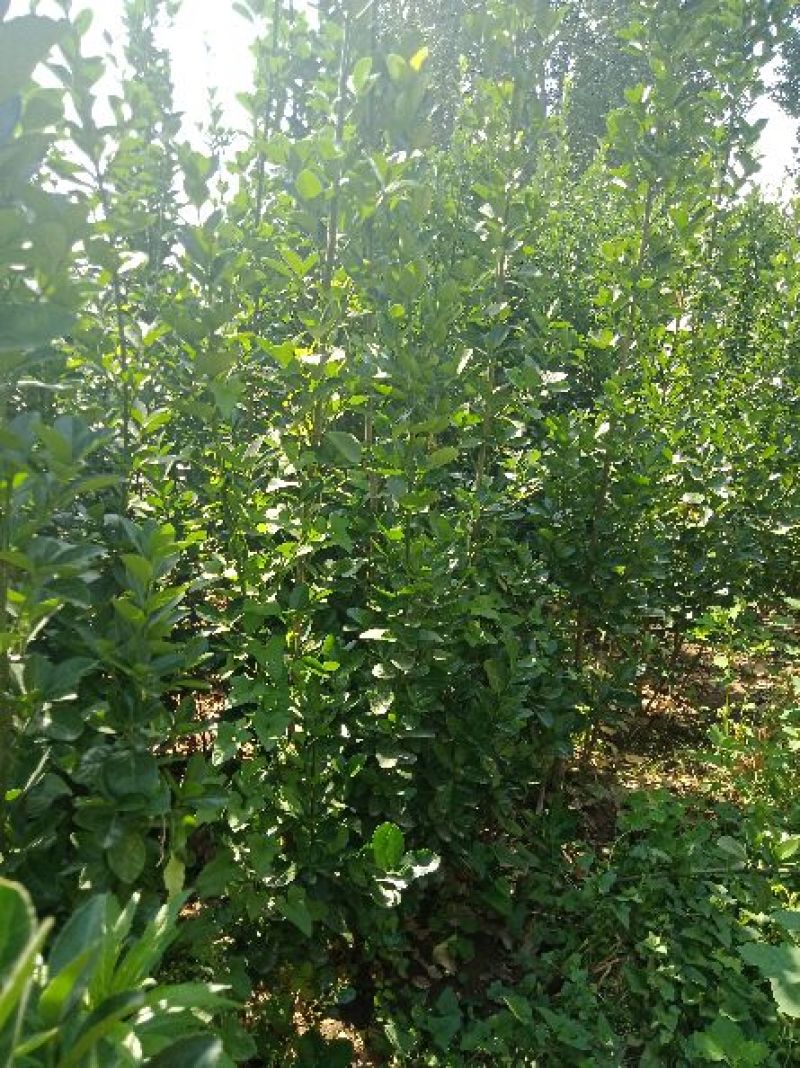 晚秋黄梨树苗0.8~3cm免费提供种植技术保湿邮寄