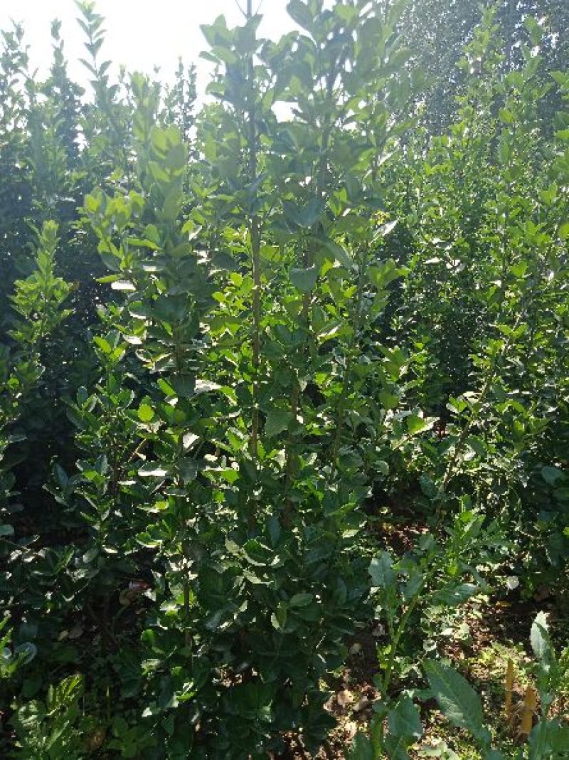 晚秋黄梨树苗0.8~3cm免费提供种植技术保湿邮寄