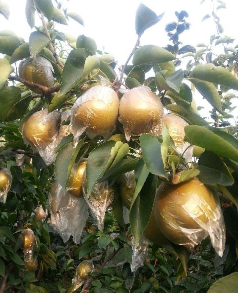 晚秋黄梨树苗0.8~3cm免费提供种植技术保湿邮寄