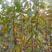 晚秋黄梨树苗0.8~3cm免费提供种植技术保湿邮寄