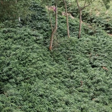 春砂仁苗