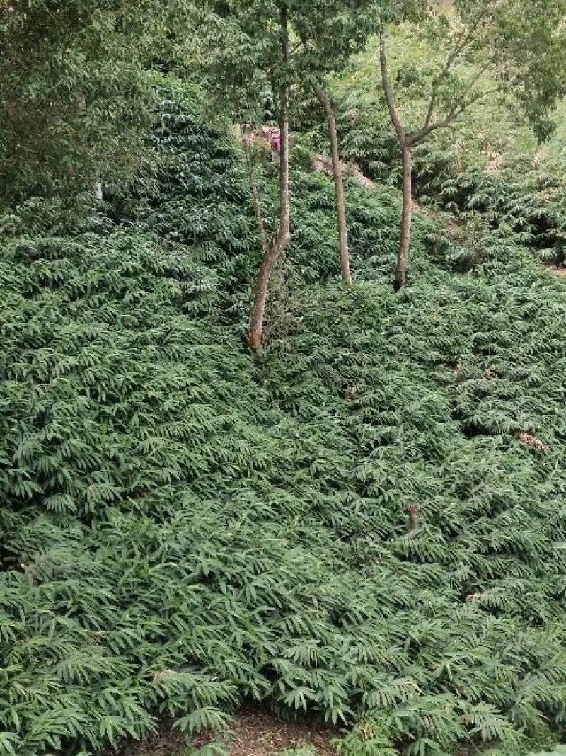 春砂仁苗