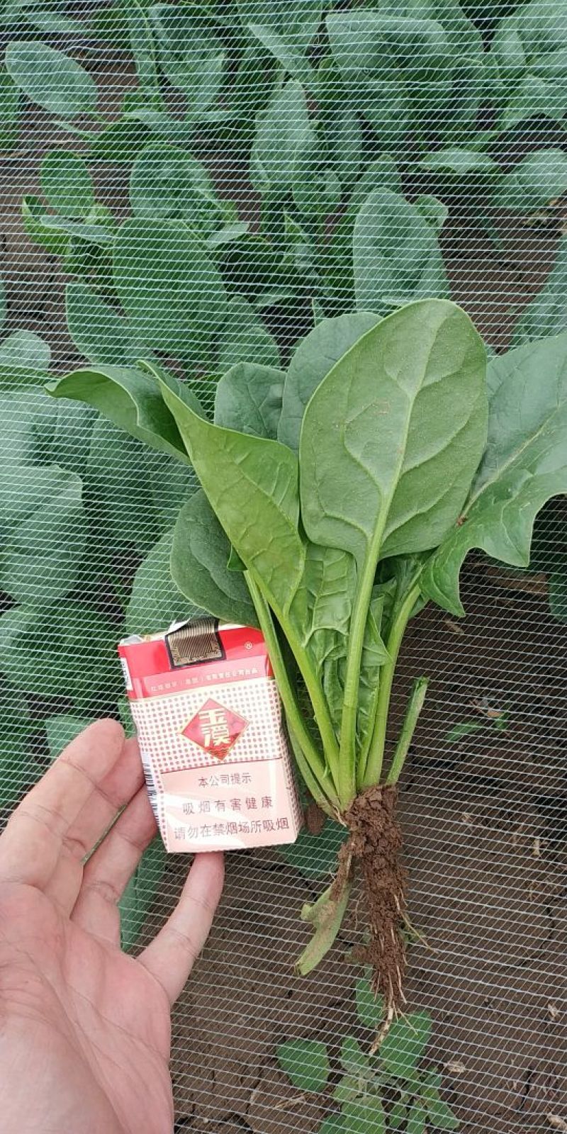 菠菜