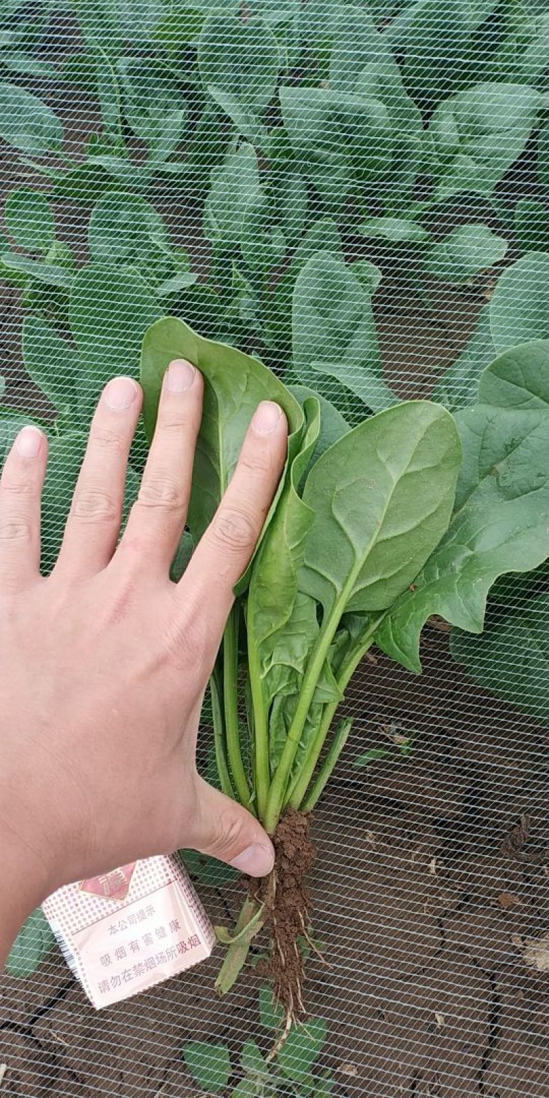 菠菜