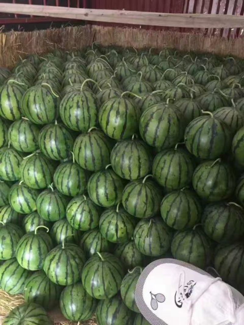 甜王西瓜8斤打底9成熟1茬