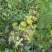 甜王西瓜8斤打底9成熟1茬