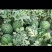 甜王西瓜8斤打底9成熟1茬