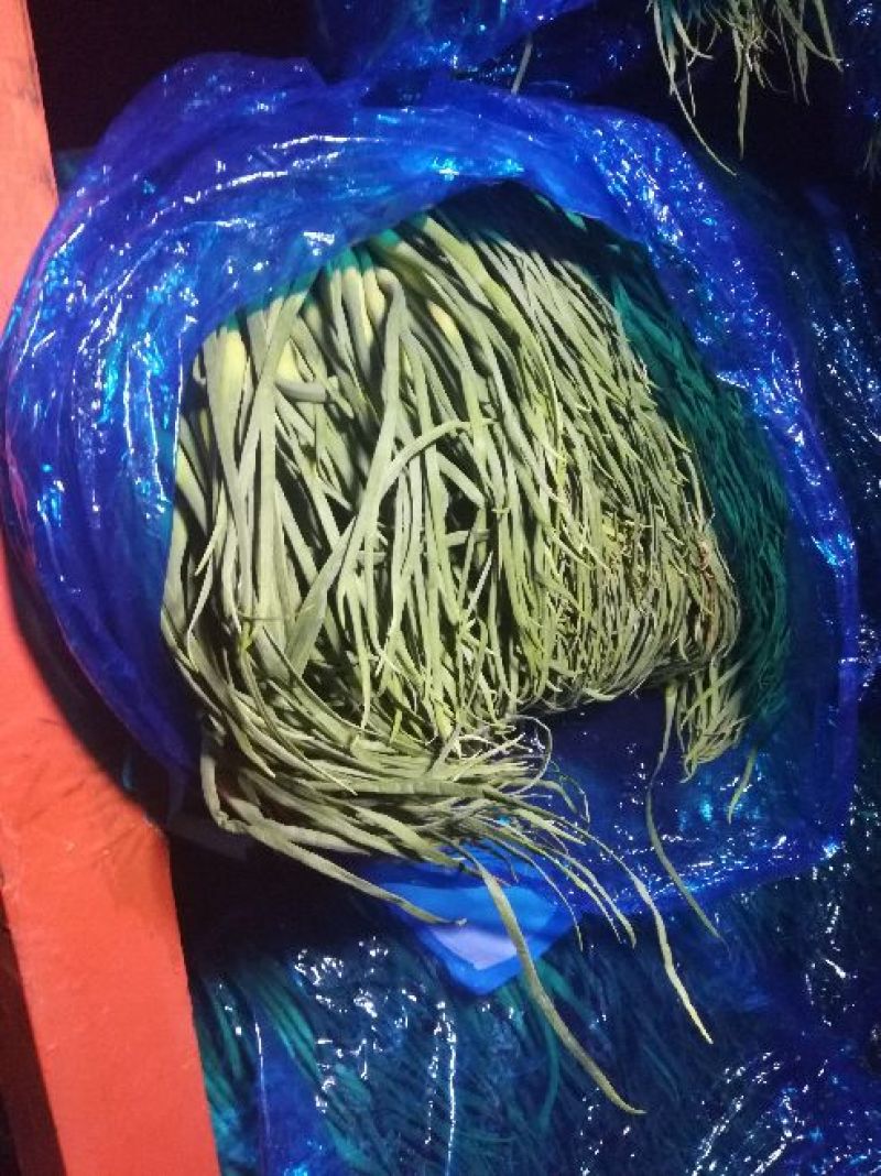 出售蒜苔前中期苔