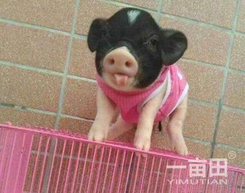 小香猪可爱小宠美美哒