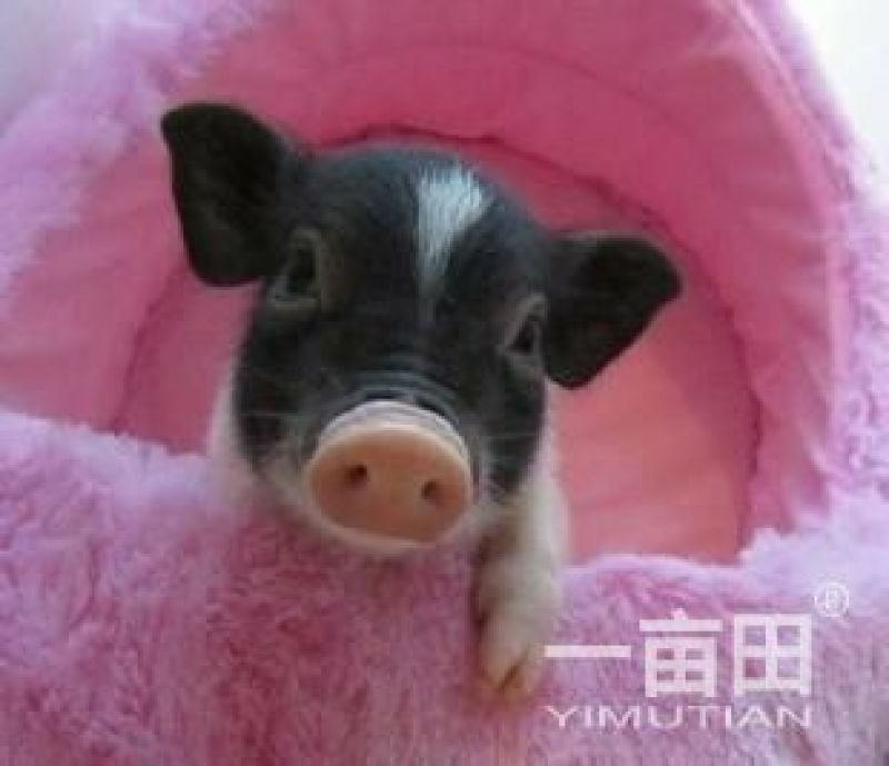 小香猪可爱小宠物可爱