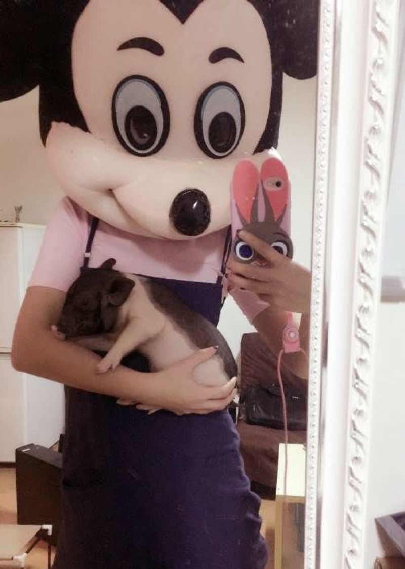 小香猪可爱小宠物可爱