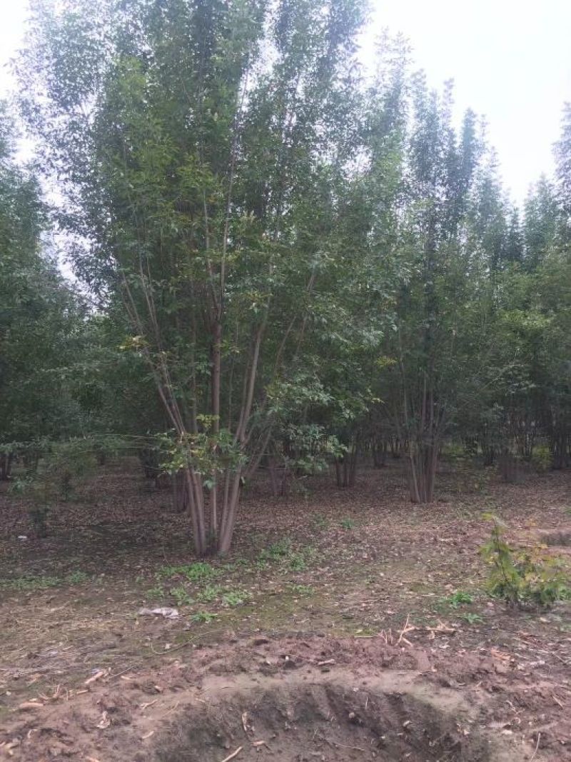 丛生白蜡苗圃现货供应:各规格丛生白蜡