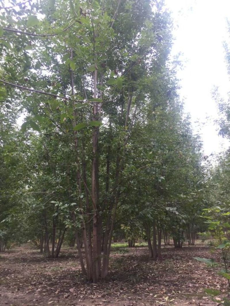 丛生白蜡苗圃现货供应:各规格丛生白蜡