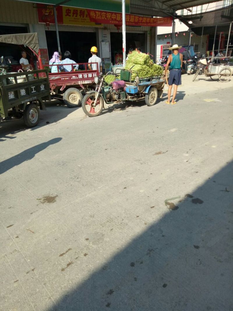 长豆角60厘米以上精品豆角