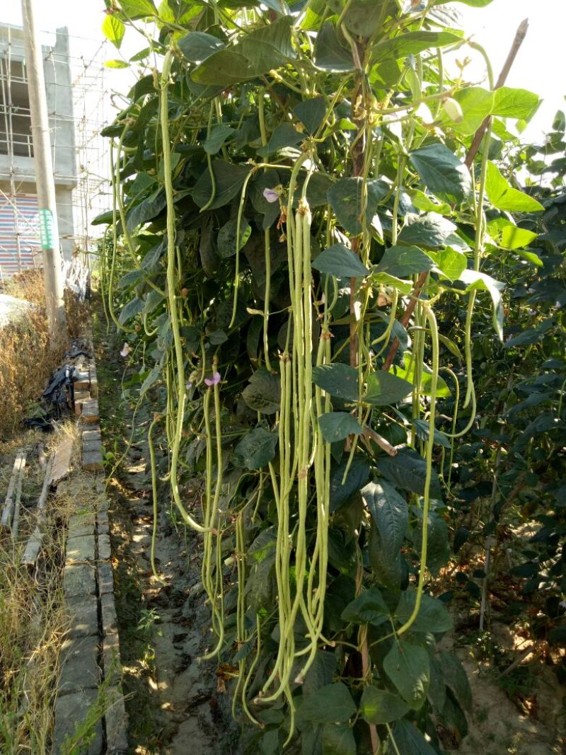 长豆角60厘米以上精品豆角