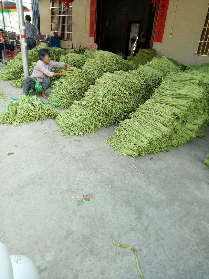 长豆角60厘米以上精品豆角
