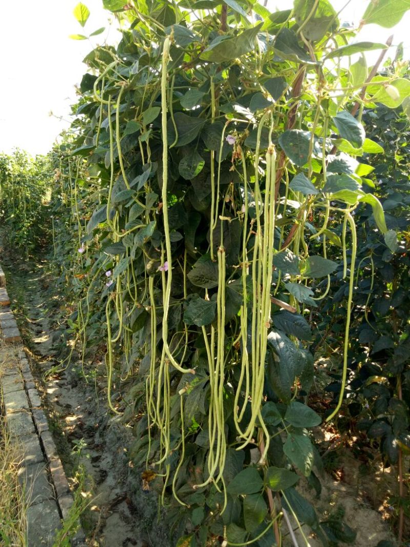 长豆角60厘米以上精品豆角